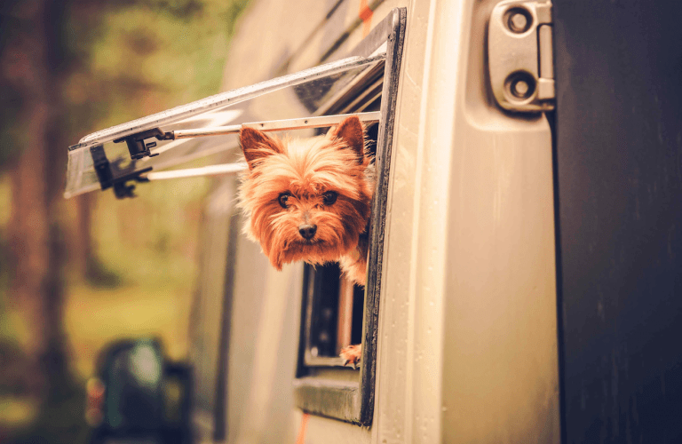 Caravanning with pets